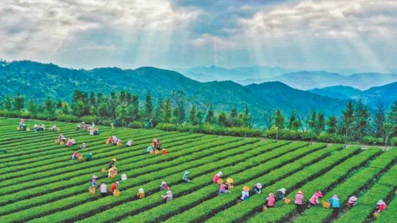 休闲农业主题民宿设计：打造生态与体验双赢的乡村旅游新模式
