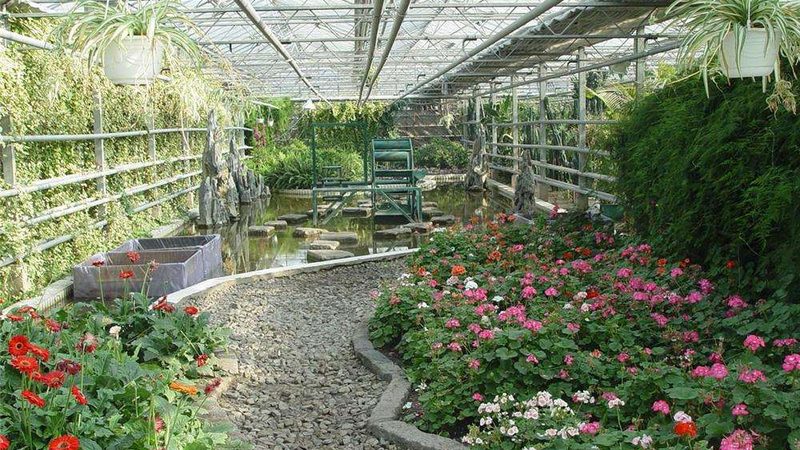 盆栽水果种子种植全攻略：步骤图解与注意事项