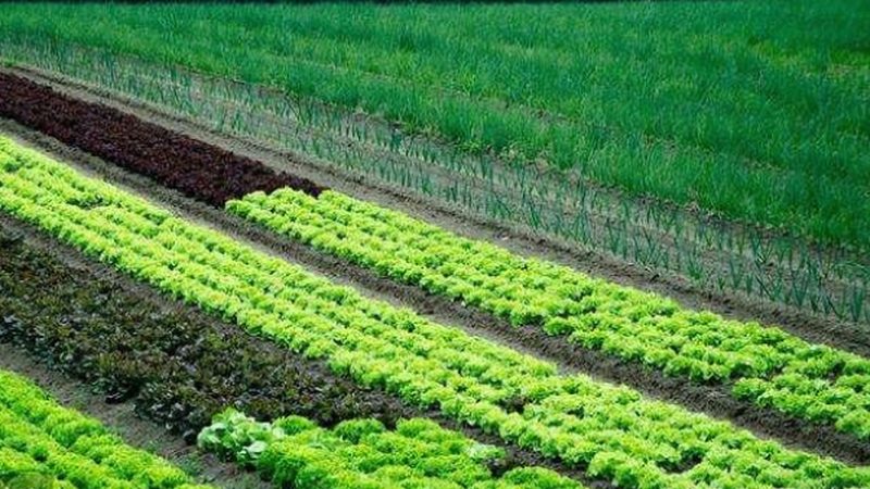 粮食种植土壤要求规范：从基础到实践指南
