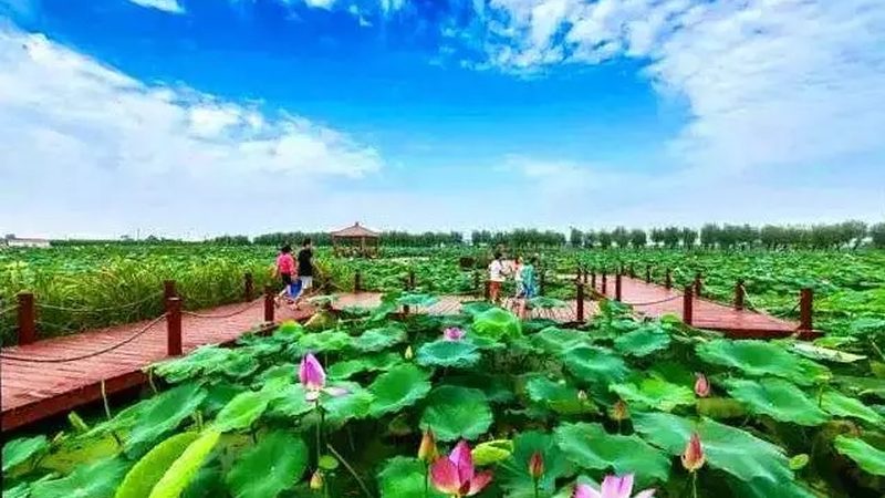无土栽培设备：揭秘现代农业的“空中田园