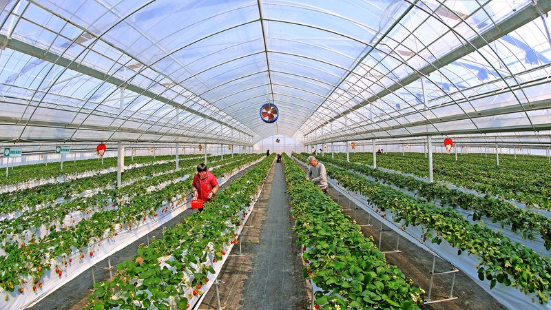 中药材种植技术规范：科学种植，保障药材品质
