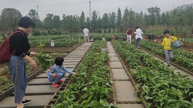 盆栽水果种植温度要求