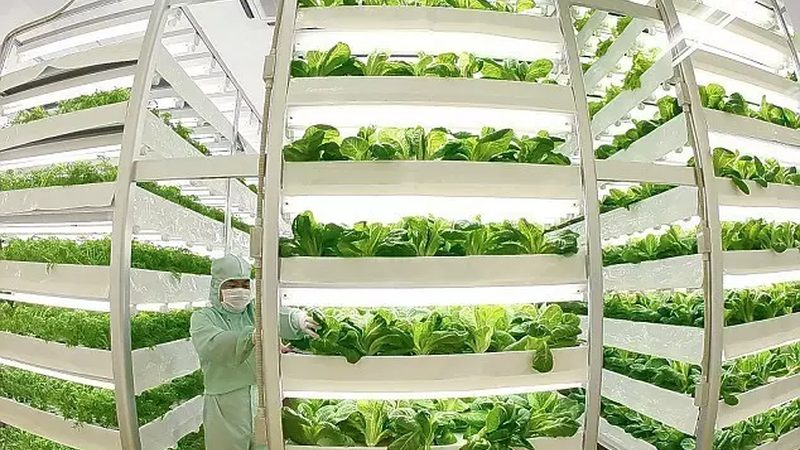 大棚蔬菜种植，如何选对技术设备？**