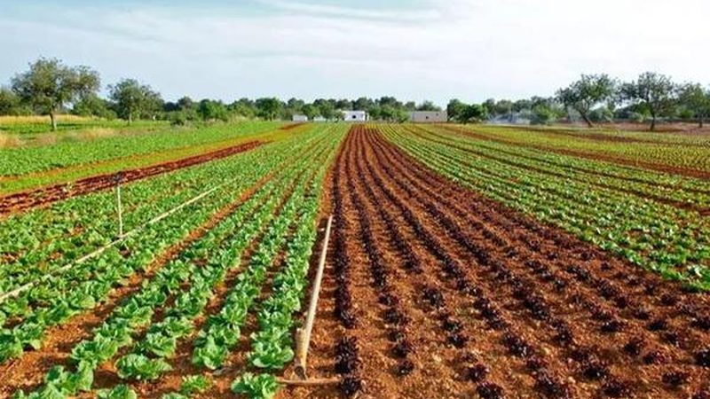 成都农业种植地块选择的关键要素**