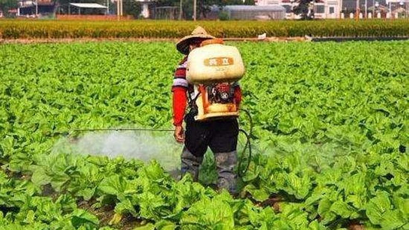 贵州蓝莓种植基地产量对比揭秘