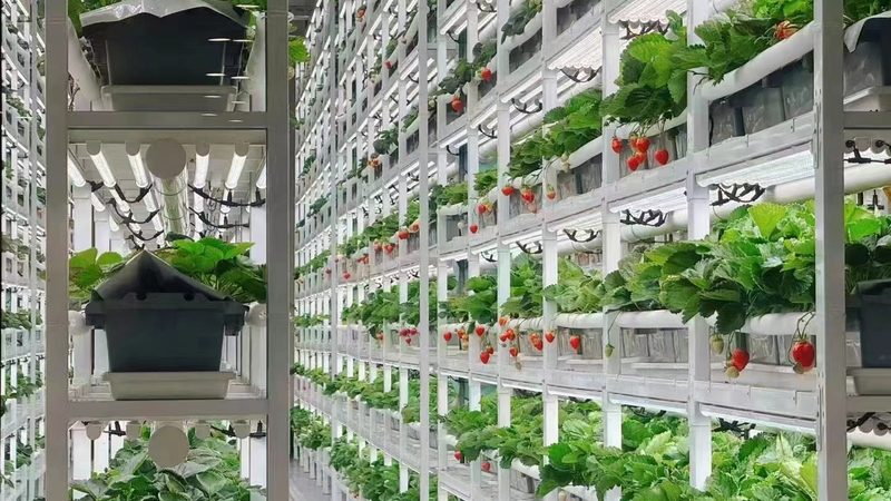 休闲农场开发：流程解析与成本考量
